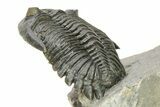 Detailed Hollardops Trilobite - Orange Eye Preservation #275250-4